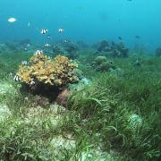 注目のスーパーフード「スピルリナ」美容やダイエット効率UPに | ビューティーガール