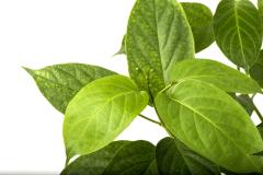 糖の吸収を抑えるギムネマダイエット【摂取するタイミングとは？】	|＠ビューティーガール