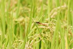 秋の味覚でおいしくダイエット！ | ビューティーガール