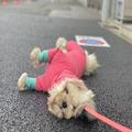 「お散歩ボイコット犬」がオモロかわいい！地面でゴロンとする姿にくぎづけ « ビューティ