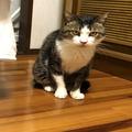人間の男だったら、惚れていた…元野良猫のタヌくんの“漢気”に感動 | ビューティーガー