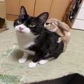 うさぎが猫をバッグハグだって…!? 仲良し2匹の絆が尊すぎる | ビューティーガール