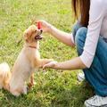 犬のしつけを学べるオススメ通信講座。ドッグトレーニング資格も取得できる | ビューティ