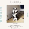 飛んで跳ねておどる愉快な猫トリオ！浮世絵から飛び出してきたみたい | ビューティーガー