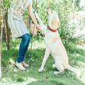 犬・猫ブリーダー資格は通信でも取れる！ペットブリーダー資格取得の費用や就職先は？