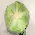 おいしいキャベツは裏側で見分ける！農家テクに「キャベツ選びが楽しくなる」「悩んでた