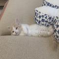 手のひらサイズだった子猫の“1年後の姿”に衝撃！同一ニャン物とは思えない | ビューティ
