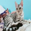 犬が“ねこじゃらし”で子猫のお相手!? 猫うにちゃんと、多種多様な先輩たち « ビューティ