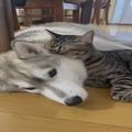 犬と猫が超ラブラブ!? 猫たちの枕にされるハスキー犬に癒される〜 | ビューティーガール