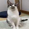 猫の顔に、“もう1匹の猫”がおる…！一度見たら忘れられない模様を持つでんすけくん | ビ