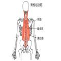 背中の筋肉「脊柱起立筋（腸肋筋・最長筋・棘筋）」の鍛え方。おすすめ筋トレメニューと