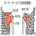 肩関節のインナーマッスル「ローテーターカフ」とは。役割と鍛え方 - ビューティーガール