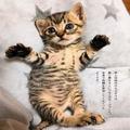 大雨の夜に保護された子猫、すっかり慣れてくつろぐ姿が可愛すぎ « ビューティーガール