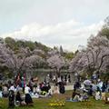 「横浜・三ツ池公園」で桜のお花見！ 桜の見ごろ・混雑情報まとめ【2023年版】 - ビューティ