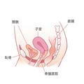尿モレや頻尿、膣の不快感、子宮がんの予防に！｜泌尿器科系の医療分野のフェムテック