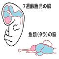 赤ちゃんの脳はどうできる？動物の進化をたどるような胎児の脳の発達【脳科学者が解説】