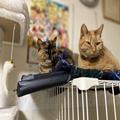 「猫の糞尿で汚れたこたつを介護スタッフが…」深刻化する高齢者のペット問題。猫を引き