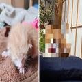 ひとりぼっちの赤ちゃん猫を保護。成長後の “ふくふくアフター写真”が幸せそう | ビュー