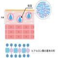 ヒアルロン酸は種類によって何が違う？｜美容成分大全 |