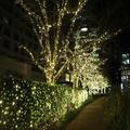 どこを見てもうっとり… 東京ミッドタウンのイルミネーションが幻想的すぎる - ビューティ